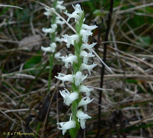 {Spiranthes cernua}